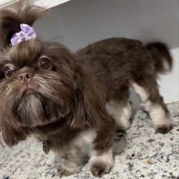 BrenLee - Shih Tzu
