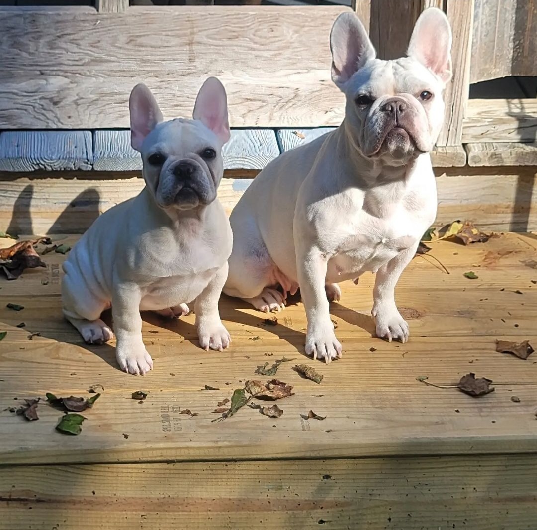 French Bulldog Puppies from Rootin' Tootin' Bulldogs, LLC