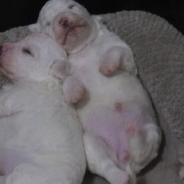Bobby - White male Bichon Frise puppy in Rockbridge Baths, Virginia from Bichon Oasis