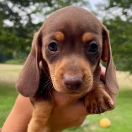Daphne - Chocolate and tan female Dachshund puppy in High Hill, Missouri from High Hill Hounds