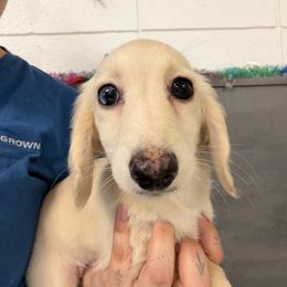 Amber - Cream female Dachshund puppy in Cutler Bay, Florida from Dadecounty’s Dachshunds