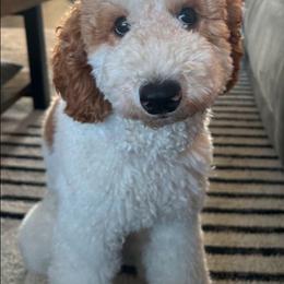 Penny - Goldendoodle