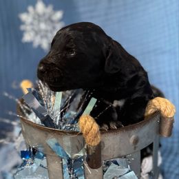 Dasher - Black and white male Aussiedoodle puppy in Lodi, California from KJ Doodles