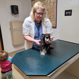 Miniature Schnauzer Puppies from A'Lord Miniature Schnauzer