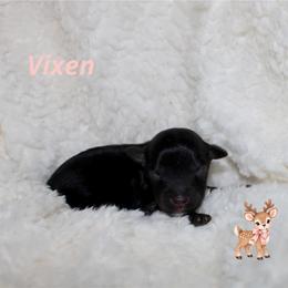 Vixen - Black tri-color female Aussiedoodle puppy in Foxworth, Mississippi from Ten Mile Aussies