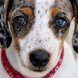 Dachshunds from Prairie Ridge Dachshunds