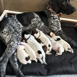 German Shorthaired Pointer puppies from Hunter Station Canines