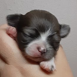 Chihuahua Puppies from Grace & Glory Chihuahuas