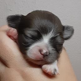 Chihuahua Puppies from Grace & Glory Chihuahuas