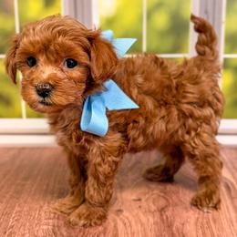 Bluey (Light Blue Collar Female) - Red  female Goldendoodle puppy in Santa Clara, Utah from Desert Dawn Doodles