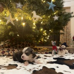 Lilly - Black and tan female Pembroke Welsh Corgi puppy in Johnson City, Texas from McCall Creek Corgis