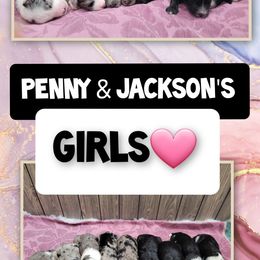 "9 females available " Sheepadoodle Puppies from DNLS Doodle Puppies