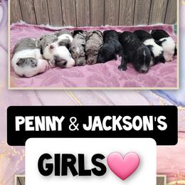 "9 females available " Sheepadoodle Puppies from DNLS Doodle Puppies