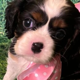 Cavalier King Charles Spaniels from Lone Star Companion Cavaliers