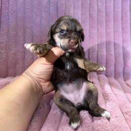 Girl 2 - Chocolate female Chinese Crested puppy in Aberdeen, Idaho from Willow Creek Cresteds
