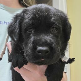 Silver Collar - Black male Labrador Retriever puppy in Andrews, South Carolina from Leyland Cypress Retrievers