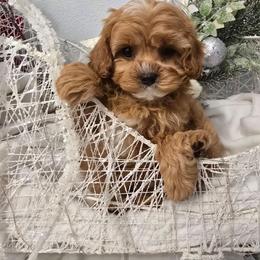 Boy - Red male Cavapoo puppy in Washington from Mt.BakerPoodles&Doodles