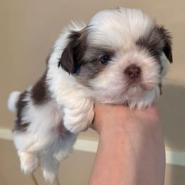 Luna - Tricolor female Shih Tzu puppy in Clifton, Texas from 5Z Shih Tzu Squad