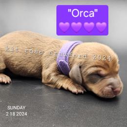 Dachshund Puppies from Wayward Home Dachshunds