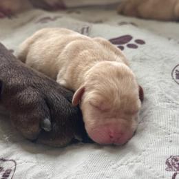Yellow Male 1st pick - Yellow male Labrador Retriever puppy in Portland, Tennessee from Whiskey Ridge Retrievers