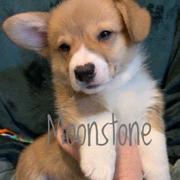 Moonstone - Red male Pembroke Welsh Corgi puppy in Berkeley Springs, West Virginia from Hummingbird Farm
