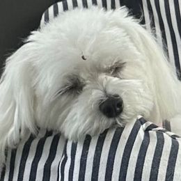 Maltese from Majestex Maltese