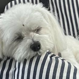 Maltese from Majestex Maltese