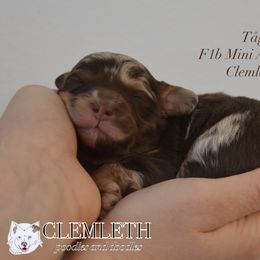 Tåg - Red merle Aussiedoodle puppy in Seattle, Washington from Clemleth Aussiedoodles