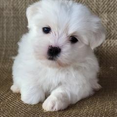 Usher - Cream male Shichon puppy in Limestone, Tennessee from Pilot Hill Teddy Bear Puppies