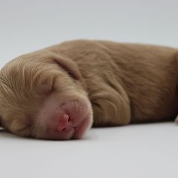 Everest - Gold male Australian Cobberdog puppy in Bellingham, Minnesota from Whispering Prairie Australian Cobberdog