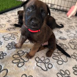 Bane (Red) - Black sable male Belgian Malinois puppy in Buckeue, Arizona from Légende Vivante Du Chief Kennel