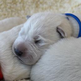Berger Blanc Suisse and German Shepherd Puppies from Scenic Creek German Shepherds and White Swiss Shepherds