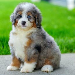 Trucker (socialization program student) - Merle male Bernedoodle puppy in Dundee, Ohio from Down Home Doodle