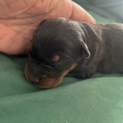 1 of 6 - Black and rust female Beauceron puppy in Patten, Maine from Beaucerons De La Valle Katahdin