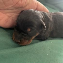 1 of 6 - Black and rust female Beauceron puppy in Patten, Maine from Beaucerons De La Valle Katahdin