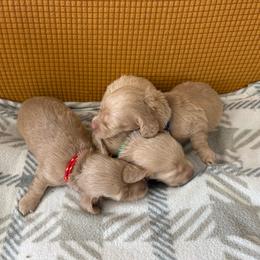 Boy 2 - Cream male Dachshund puppy in Marshfield, Missouri from Hilltop Kennel LLC