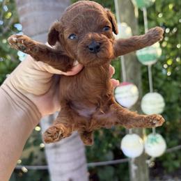 Prancer - Red  male Poodle puppy in Cape Coral, Florida from Ruby the poodle