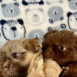 Shih Tzu Puppies from Arizona Sunrise Shih Tzus