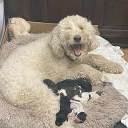 Goldendoodles and Pembroke Welsh Corgis from MAS Genetics