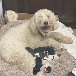 Goldendoodles and Pembroke Welsh Corgis from MAS Genetics