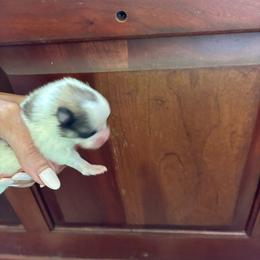 Caspian - Black and tan parti male Pomeranian puppy in Paducah, Kentucky from Perennial Poms Pomeranian Breeder