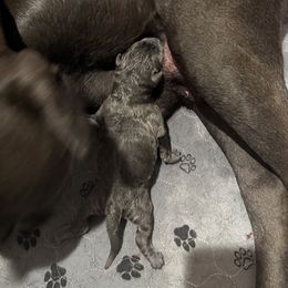 Boy 3 - Cane Corso puppy from Revolutions Kennel