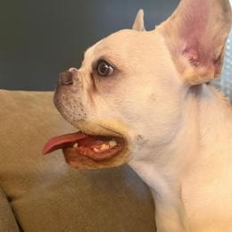 Mila - Cream female French Bulldog puppy in Clayton, California from Frenchie Luvbugs