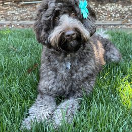 Cali - Australian Labradoodle