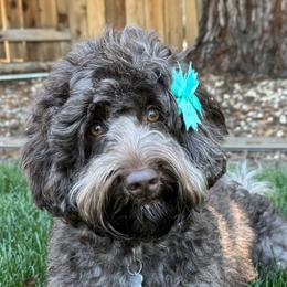 Cali - Australian Labradoodle