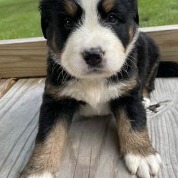 Bernese Mountain Dogs from Carbone Canines