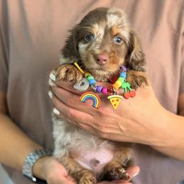 Teddy - Dapple male Dachshund puppy in Calexico, California from The house of Dachshund
