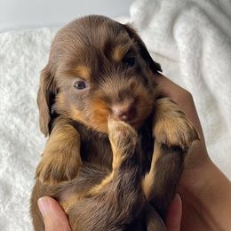 Dachshund Puppies from Hart Dachshunds