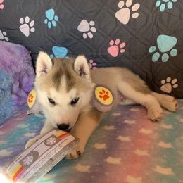 Siberian Husky Puppies from Canace Siberians