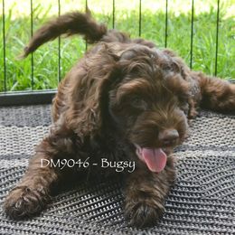 DM9044 - Chocolate male Australian Labradoodle puppy in Easley, South Carolina from Royal Diamond Labradoodles